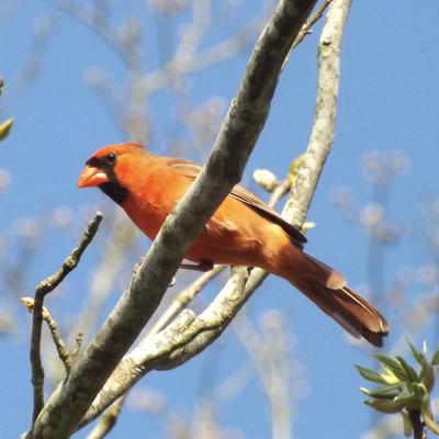 Cardinal